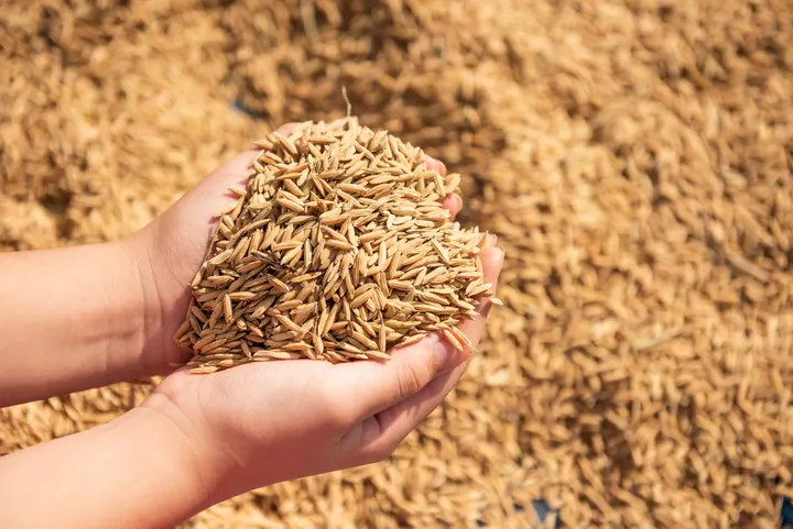 Rice grains held in a hand above harvested grain